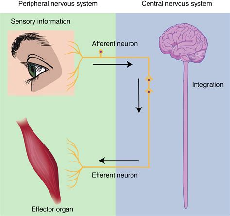 Nervous System Function