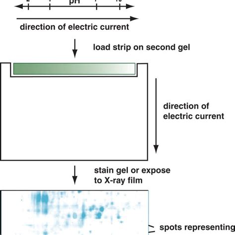 The principle of two-dimensional gel electrophoresis. Protein extracts ...