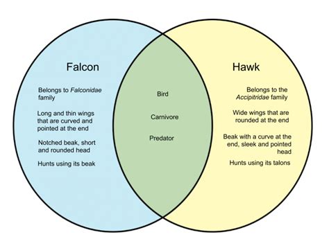 Difference Between Falcon and Hawk – WHYUNLIKE.COM