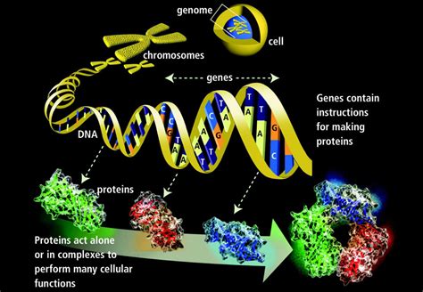 Genetics Basics