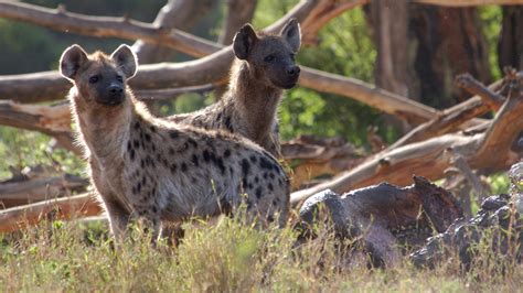 Mpala Live! Field Guide: Spotted Hyena | MpalaLive