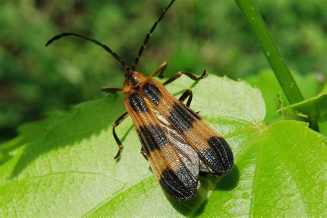 LYCIDAE | Pybio Paraguay Biodiversidad