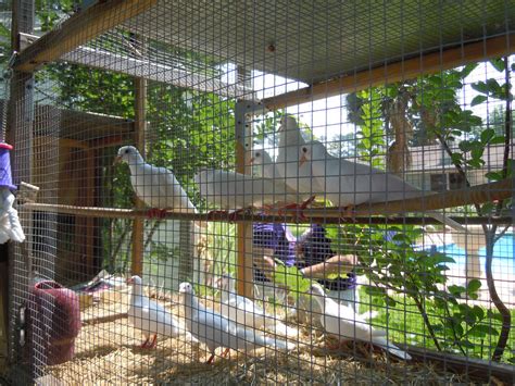 Things to Consider When Building an Outdoor Bird Aviary