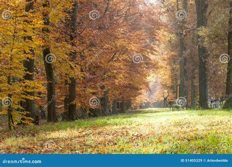 Forest Pathway in the Autumn Stock Image - Image of foggy, brown: 51405329