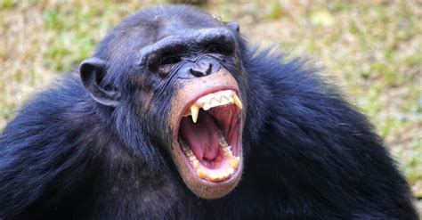 How Strong Are Chimpanzees? Strength Compared to Humans and Other Animals - A-Z Animals