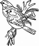 Robin Birds In The Tree coloring Page  Download Print Or Color Online sketch template