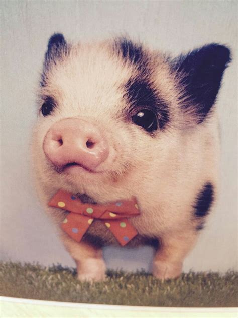 80 best images about Baby Pigs/Mini Pigs and Teacup Pigs....So cute! on ...