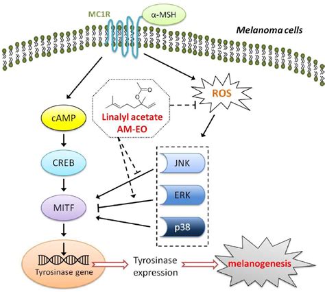 Melanogenesis Signaling Pathway