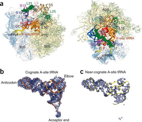 The A site of the 70S ribosome.(a) Overall view of the ribosome in two ...