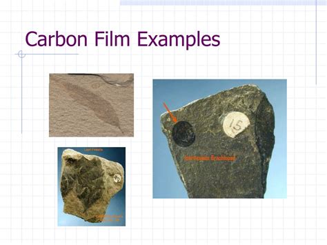 PPT - Types of Fossils PowerPoint Presentation, free download - ID:339361