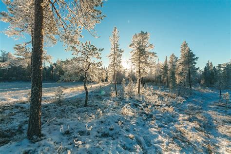 Landscape Photography of Trees Covered With Snow · Free Stock Photo