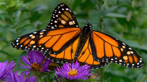 Monarch Butterfly's Numbers Fly Dangerously Low - NBC News