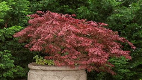 Complete Guide To The Weeping Japanese Maple: Care, Varieties, And More - [Updated July 2024 ]