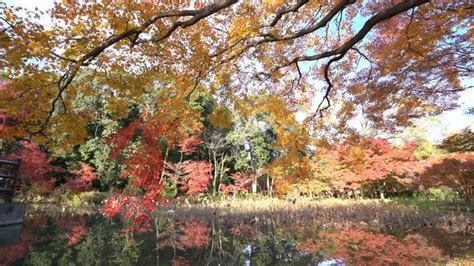 "Kyoto Botanical Garden" Images – Browse 18 Stock Photos, Vectors, and ...