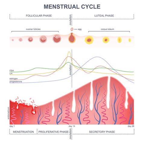 FAM Basics: What is the luteal phase of the menstrual cycle? - Natural Womanhood