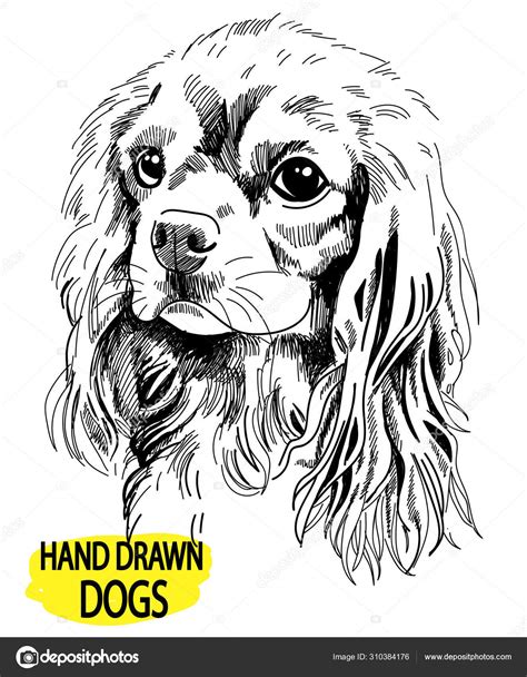 Cavalier King Charles Spaniel Drawing Hand Vintage Style Dog Breeds ...