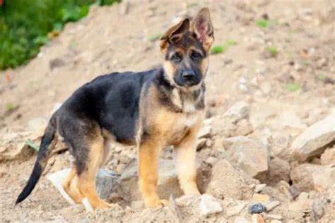 When Do German Shepherd Tails Get Bushy: The GSD Tail Tale