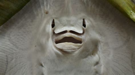 Can Fish Smell? The Magic Of Fish's Nostrils & Olfactory System