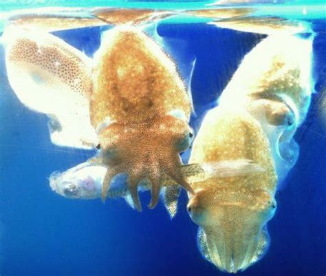 Tiny Cuttlefish Babies Abound at Newport Aquarium - ZooBorns