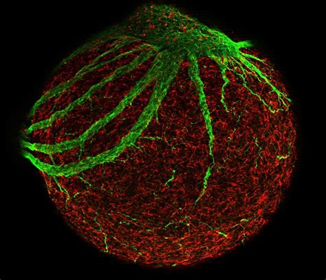 Neurone development, embryoid body | Wellcome Collection