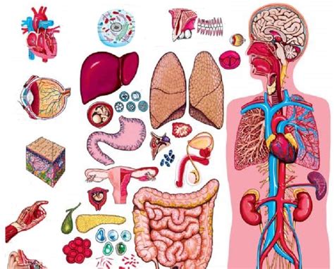 How Many Organs are There in Human Body? - The Scientific World - Let's have a moment of science