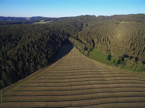 "Drone Photography Of Plantation At Forest" by Stocksy Contributor ...