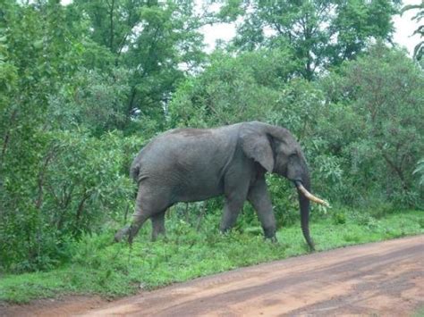 Mole National Park