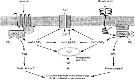 Phospholipase c gamma