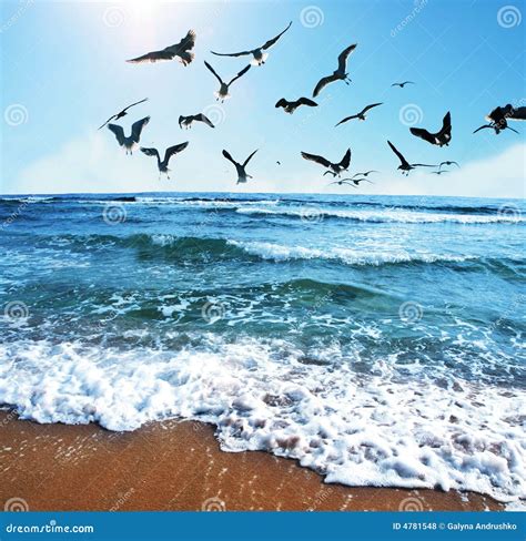 Sea gulls stock photo. Image of bird, beach, hover, water - 4781548