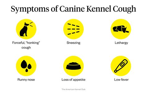 Kennel Cough Symptoms In Dogs: Signs To Watch For | Dutch