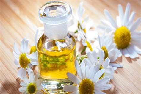 Chamomile oil – NutraWiki