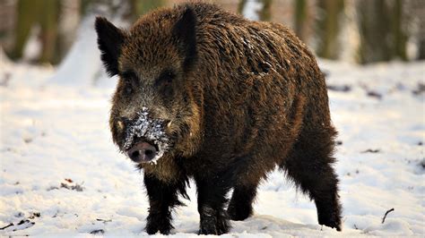 Tips for Hunting and Trapping Wild Hogs | Boarmasters | Bear, Hog, Deer ...