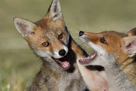 Red Fox (vulpes Vulpes) Pups Playing, Vosges, France, June Photograph ...