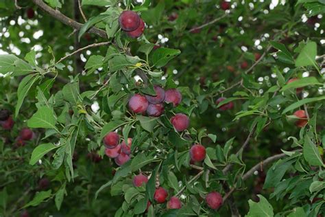 Prunus cerasifera