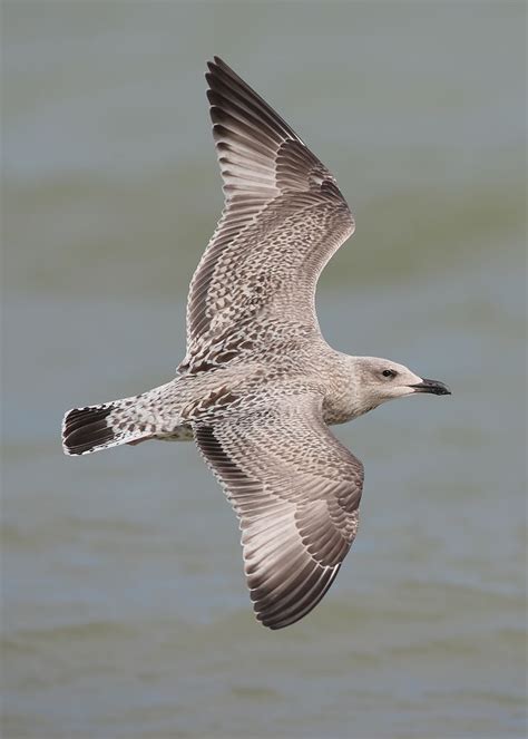 Herring Gull ~ Juvenile ~ Dungeness, Kent 10.08.13 | Birding the day away