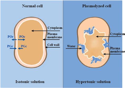 🏆 Incipient plasmolysis definition. Plasmolysis in a cell: examples ...