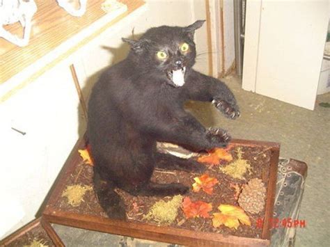 30 Bad Taxidermy Pictures That Are Both Terrifying And Hilarious