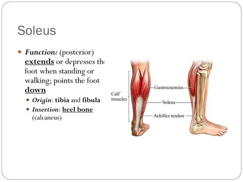 PPT - Muscles of the Lower Extremity Inferior Half PowerPoint Presentation - ID:1886656