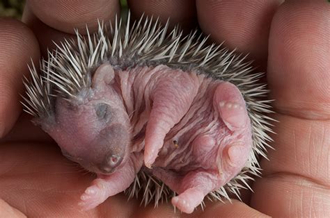 Help the hedgehogs - Country Life