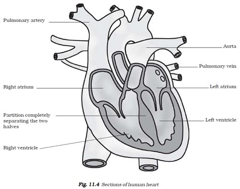 17+ Heart Diagram Class 11 Ncert Pics | Gogo Diagram