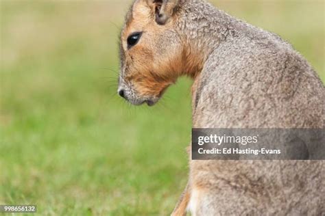 253 Mara Rodent Stock Photos, High-Res Pictures, and Images - Getty Images