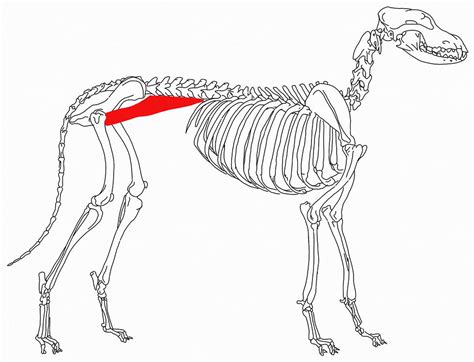 Iliopsoas Injury