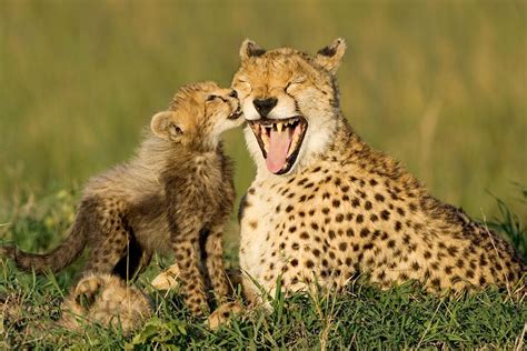 Animal Families: Cheetah Baby and Mother - Sierra Magazine - Sierra Club