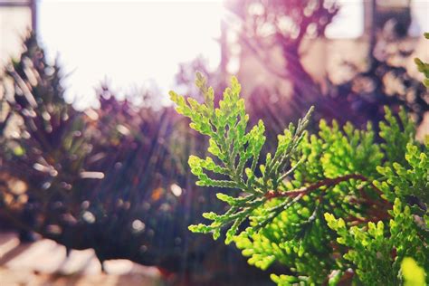 Green Leaf Plant Close Up Photo · Free Stock Photo