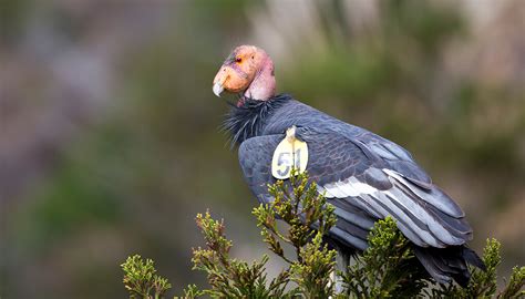 California condor | San Diego Zoo Kids