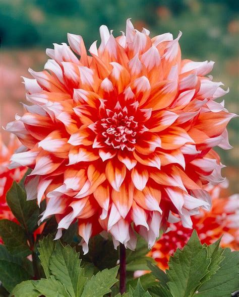 Dahlia Holland Festival from Peter Nyssen flower bulbs and plants