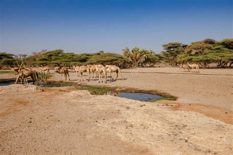 A Herd of Camels Drinking Water at Kalacha Oasis in North Horr, Kenya ...