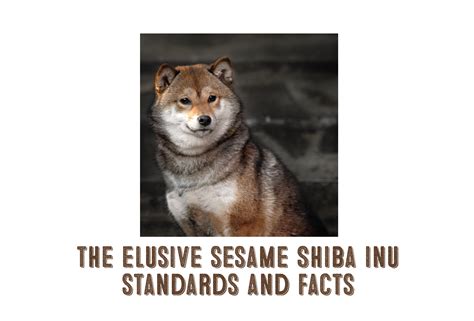 The Sesame Shiba Inu - My First Shiba Inu