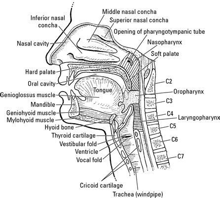 The Pharynx, Larynx, and Trachea | Medical student study, Human muscle anatomy, Throat anatomy