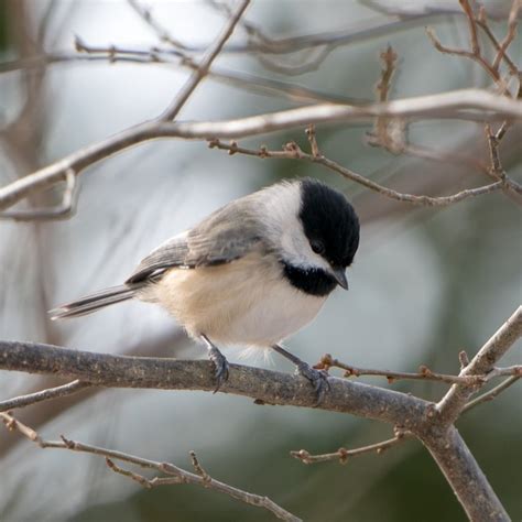 How the Potomac River shapes local wildlife — Potomac Conservancy